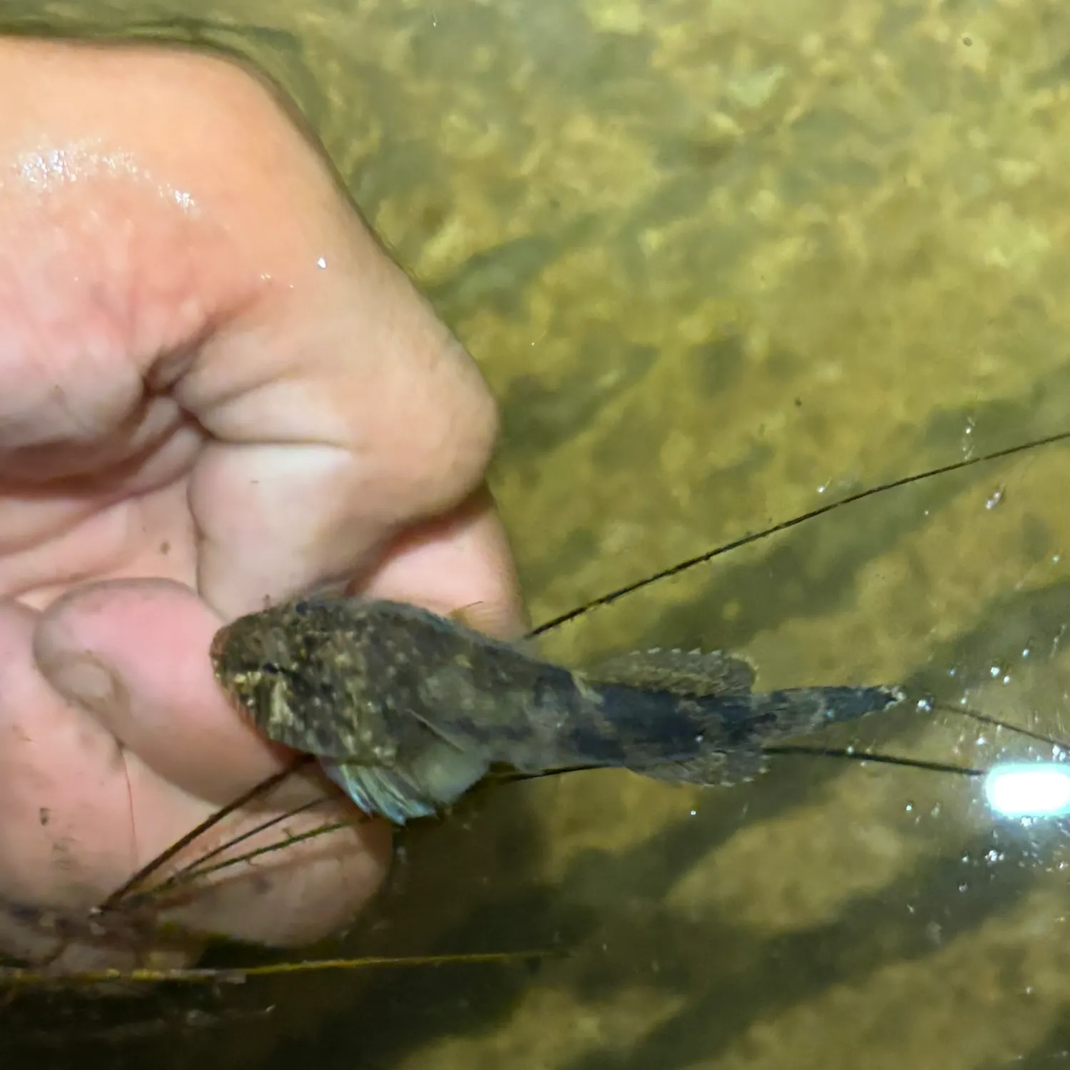 The most recent Skilletfish catches on Fishbrain