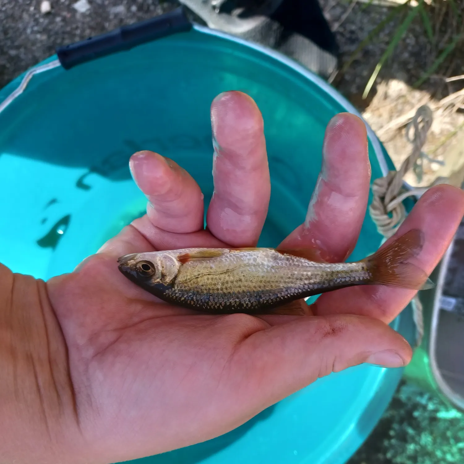 The most recent Spirinchus lanceolatus catches on Fishbrain
