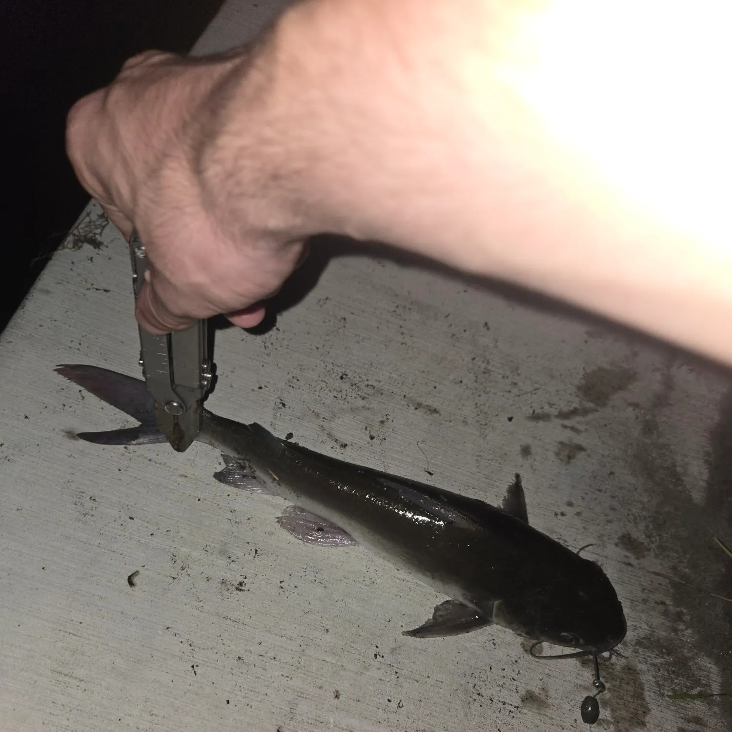 Hardhead sea catfish caught on Fishbrain