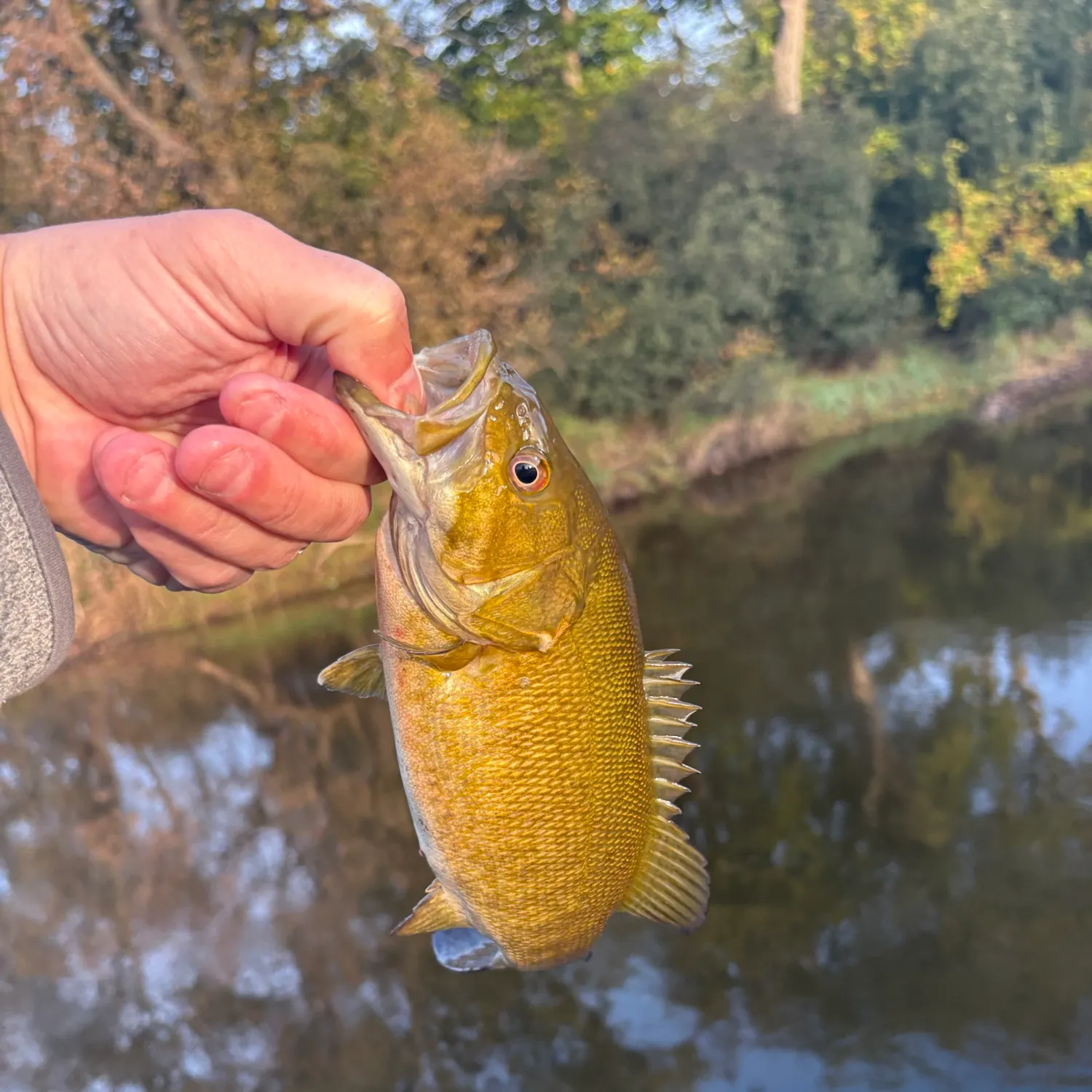 Smallmouth bass caught on Fishbrain