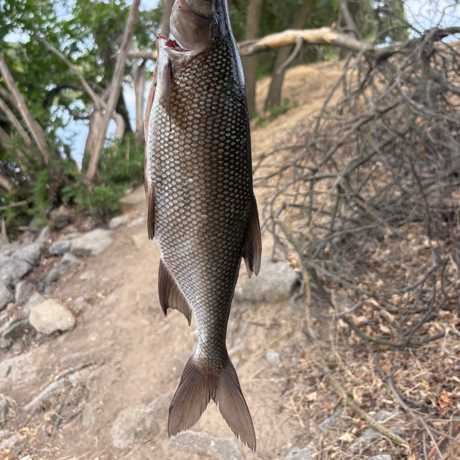 The most recent Splittail catches on Fishbrain
