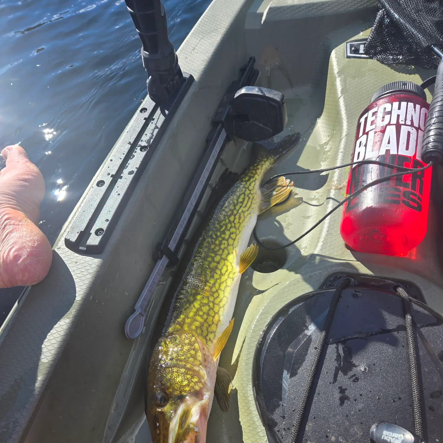 Chain pickerel caught on Fishbrain