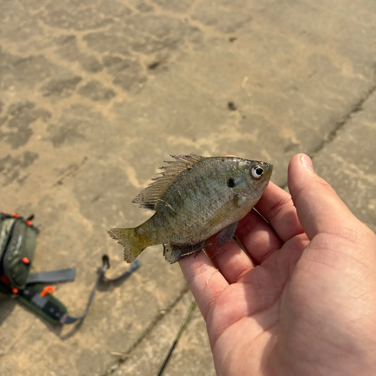 Bluegill caught on Fishbrain