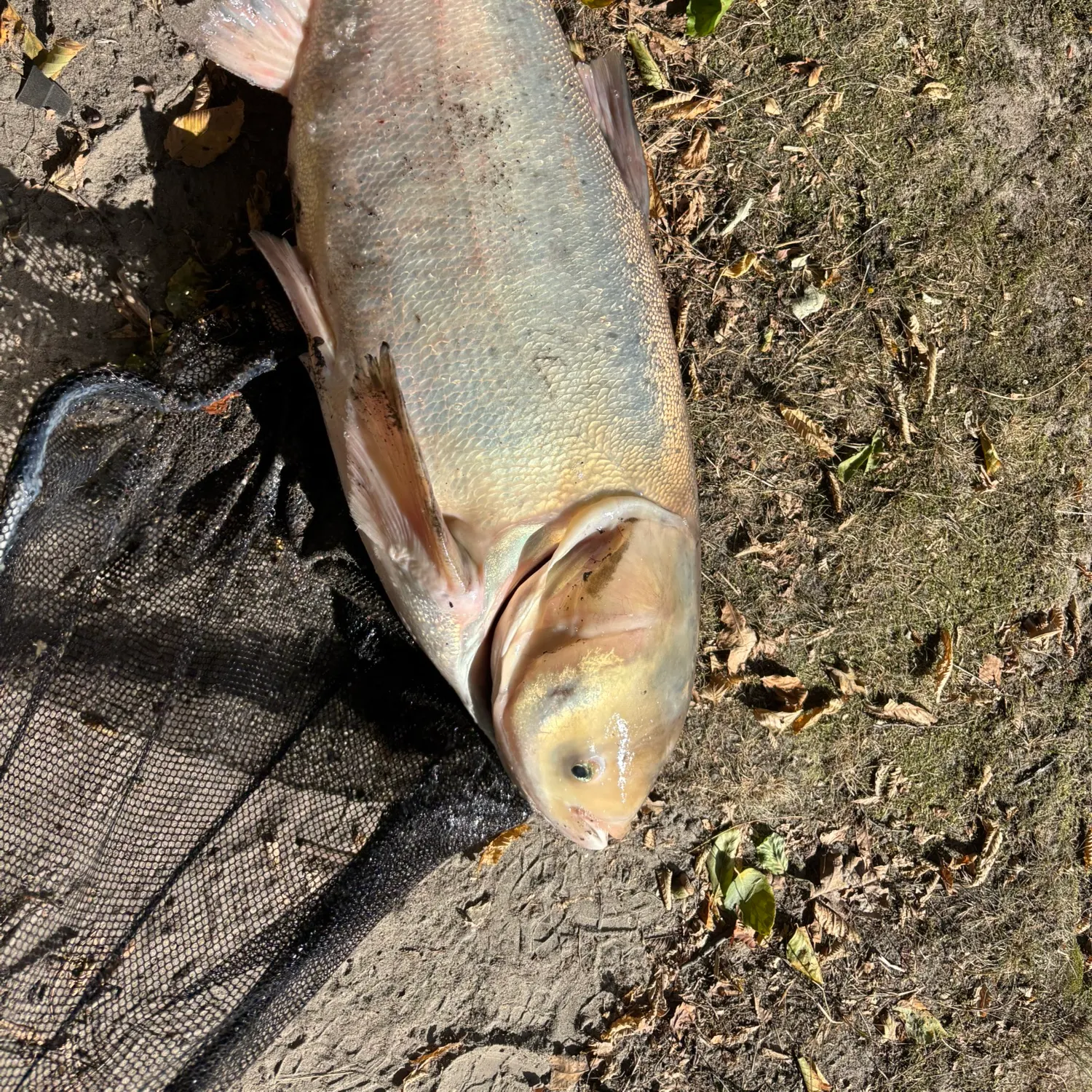 The most recent Silver carp catches on Fishbrain