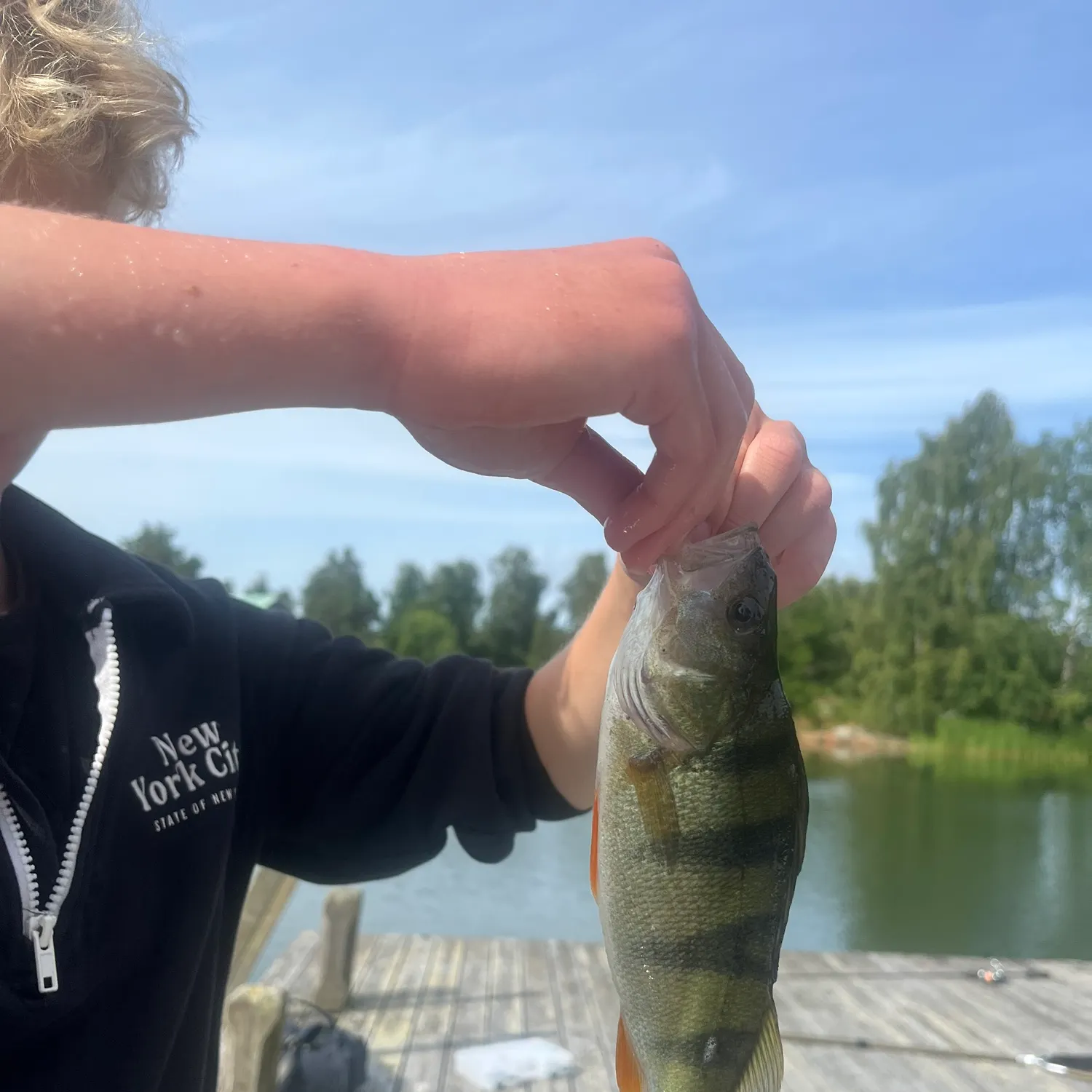 European perch caught on Fishbrain