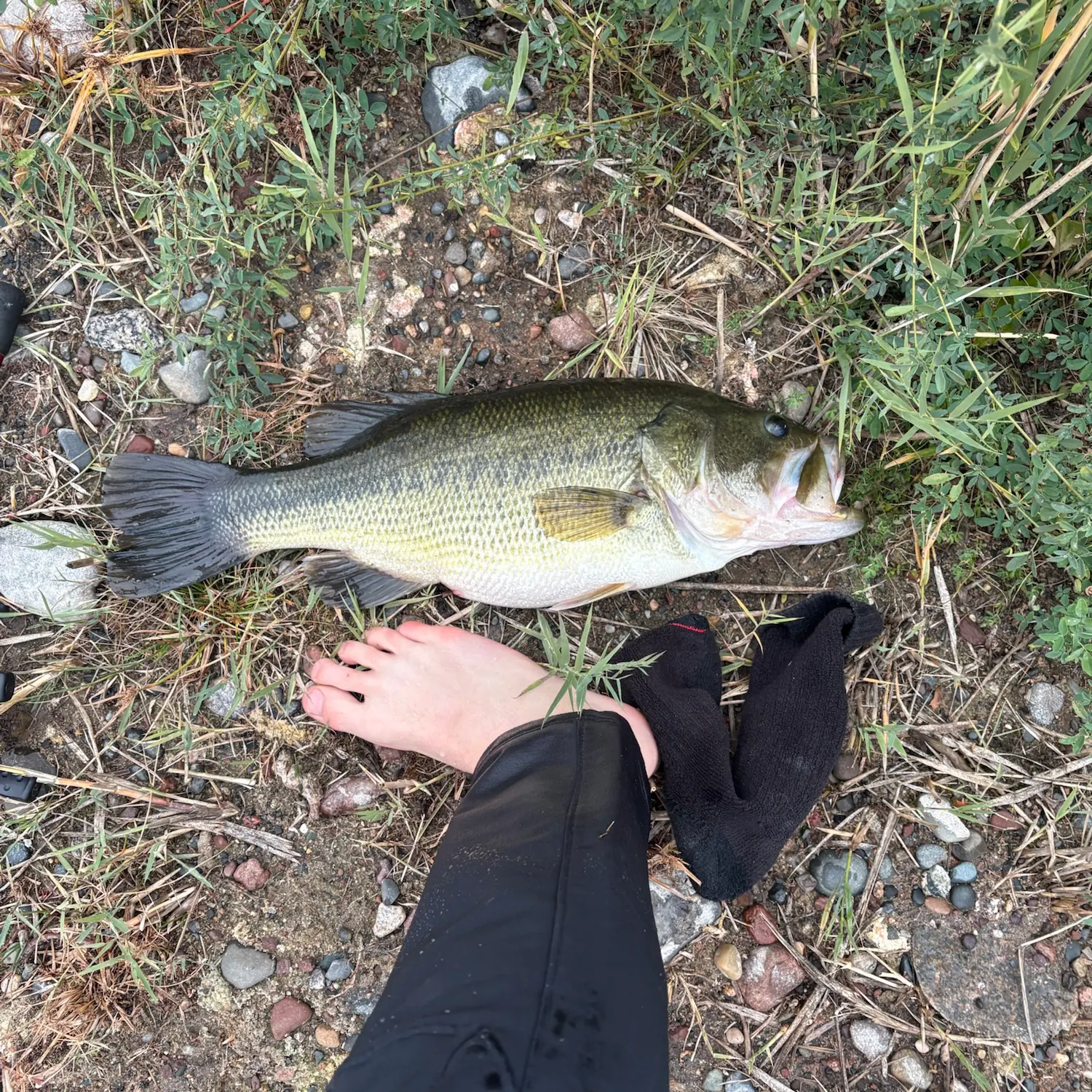 Largemouth bass caught on Fishbrain