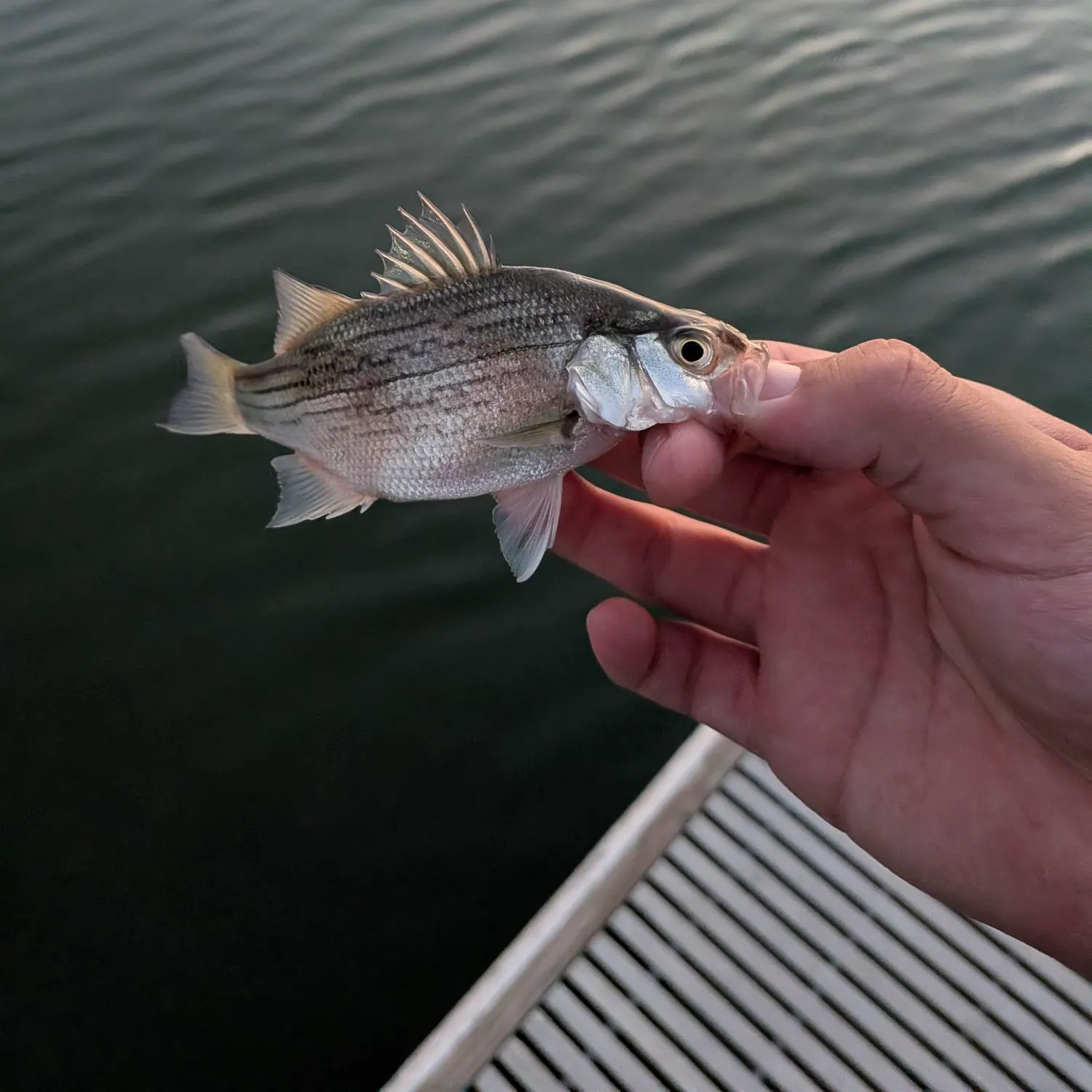 White bass caught on Fishbrain