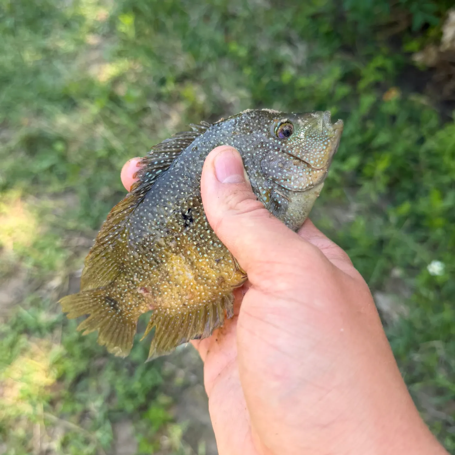Green sunfish caught on Fishbrain