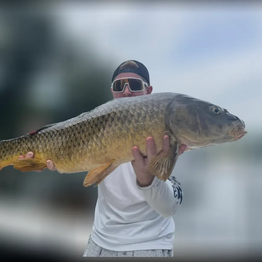 The most recent Common carp catches on Fishbrain