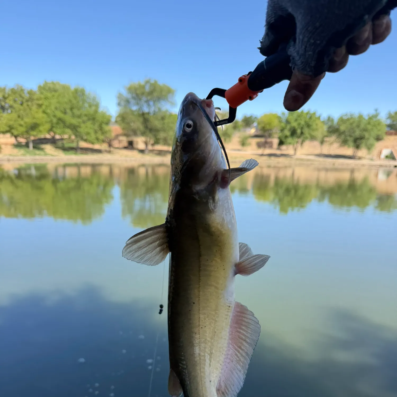 catch