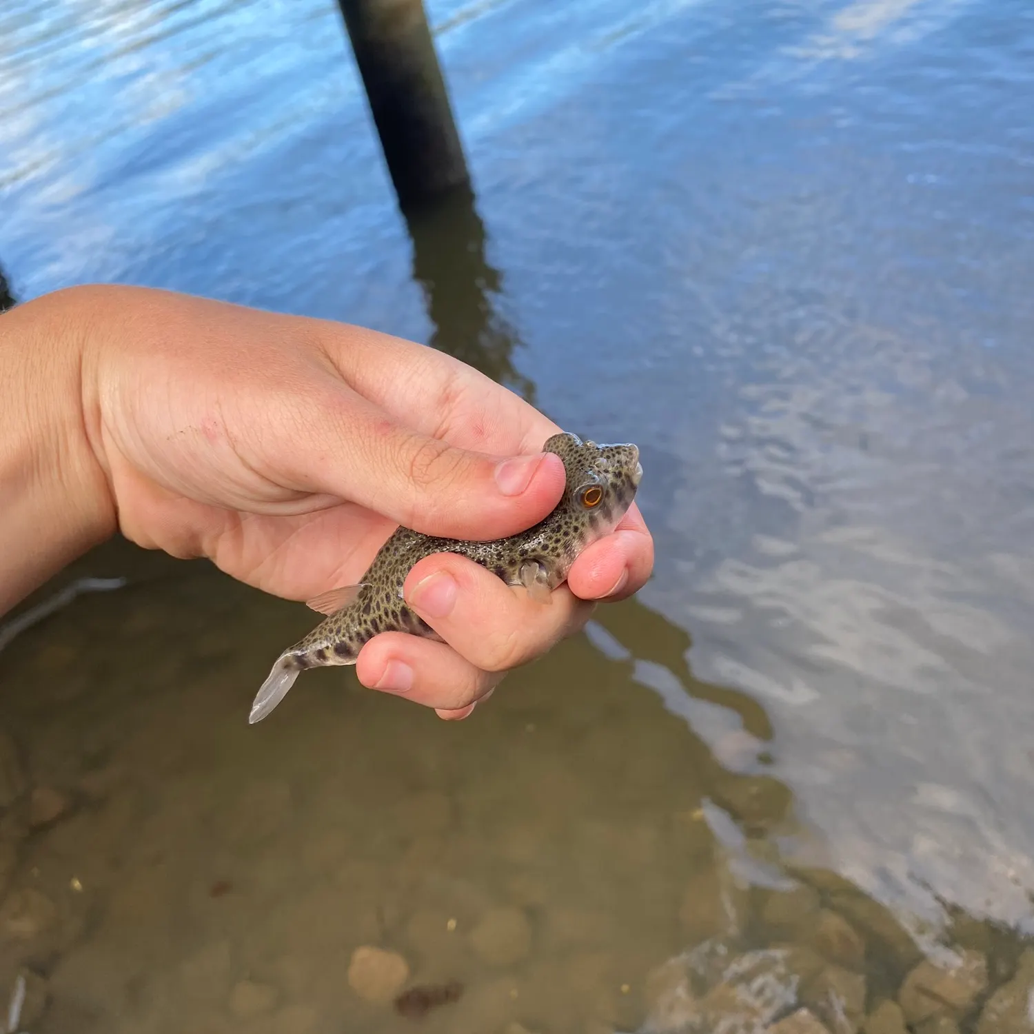 The most popular recent Smooth toadfish catch on Fishbrain