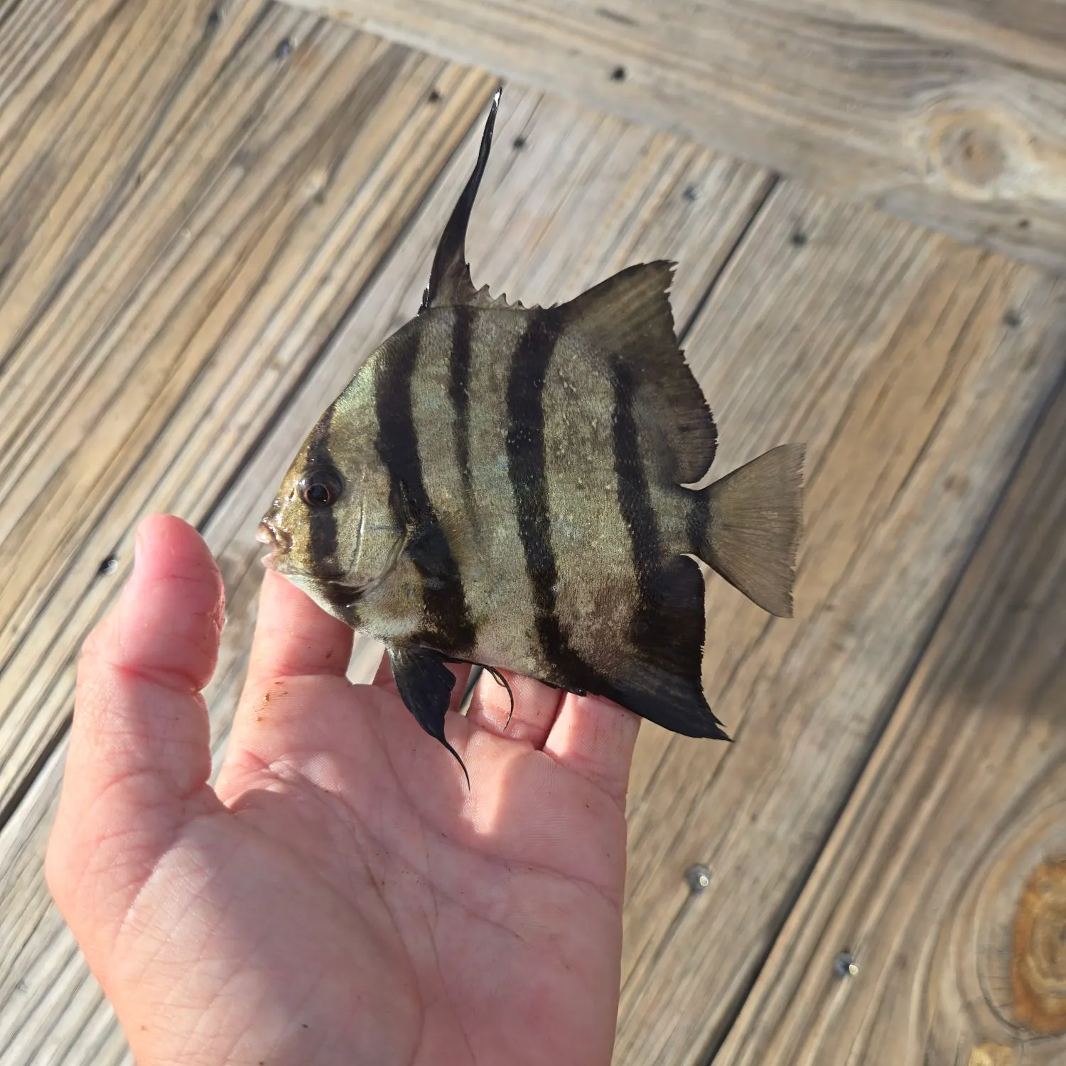 The most recent Atlantic spadefish catches on Fishbrain