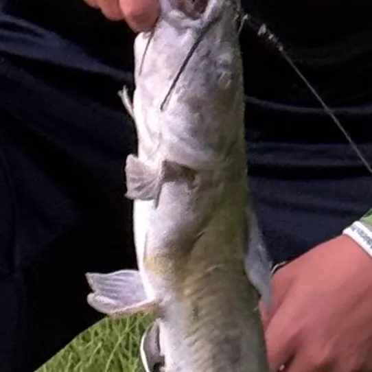 Channel catfish caught on Fishbrain