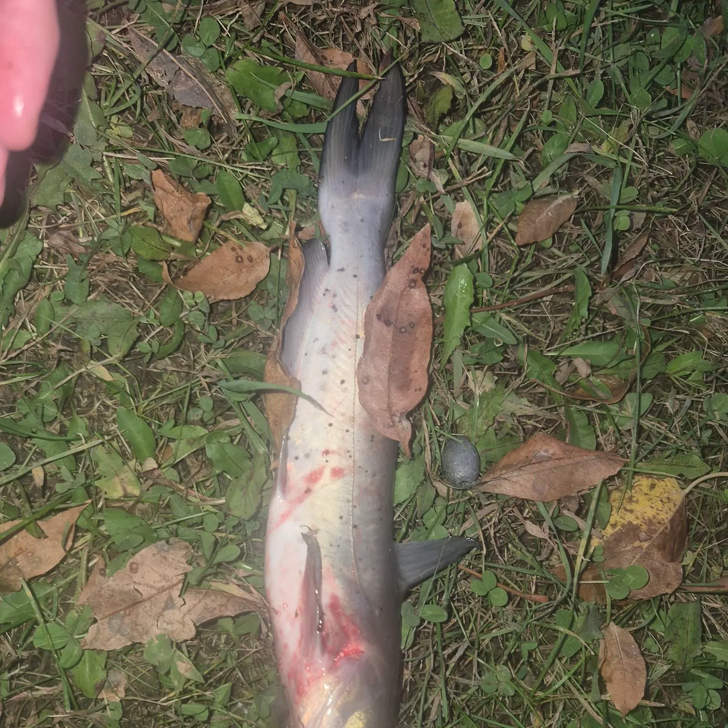 Channel catfish caught on Fishbrain