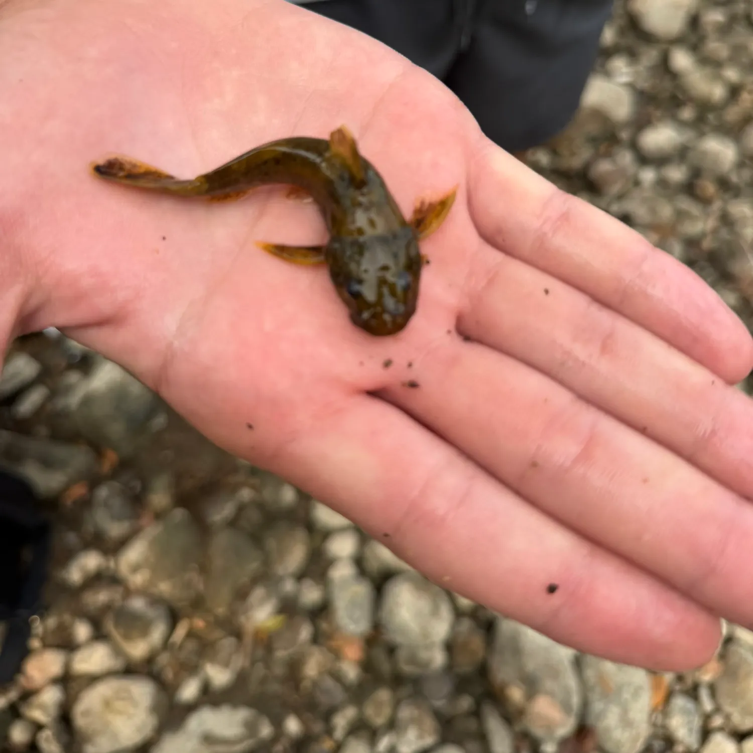 The most recent Tadpole madtom catches on Fishbrain