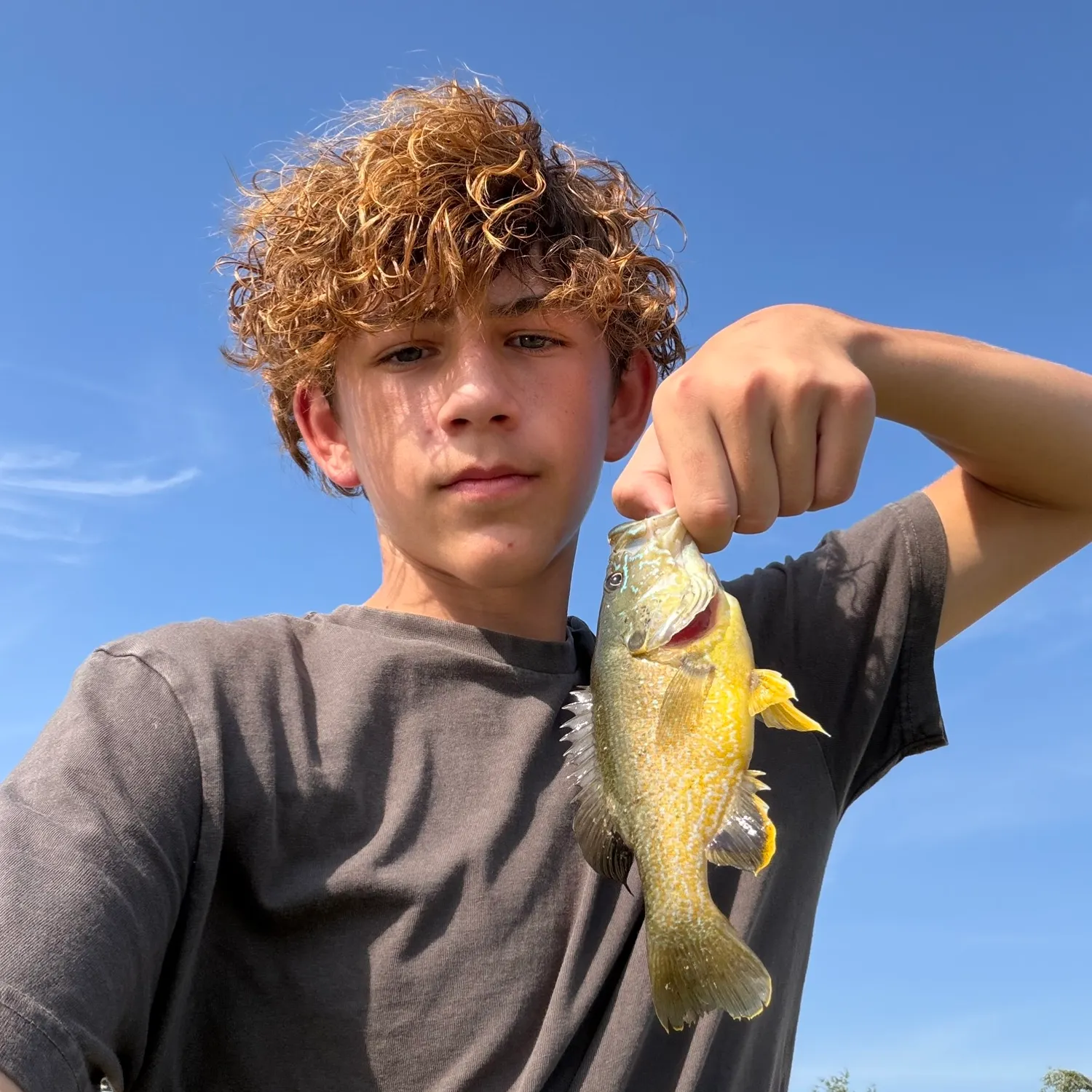Green sunfish caught on Fishbrain