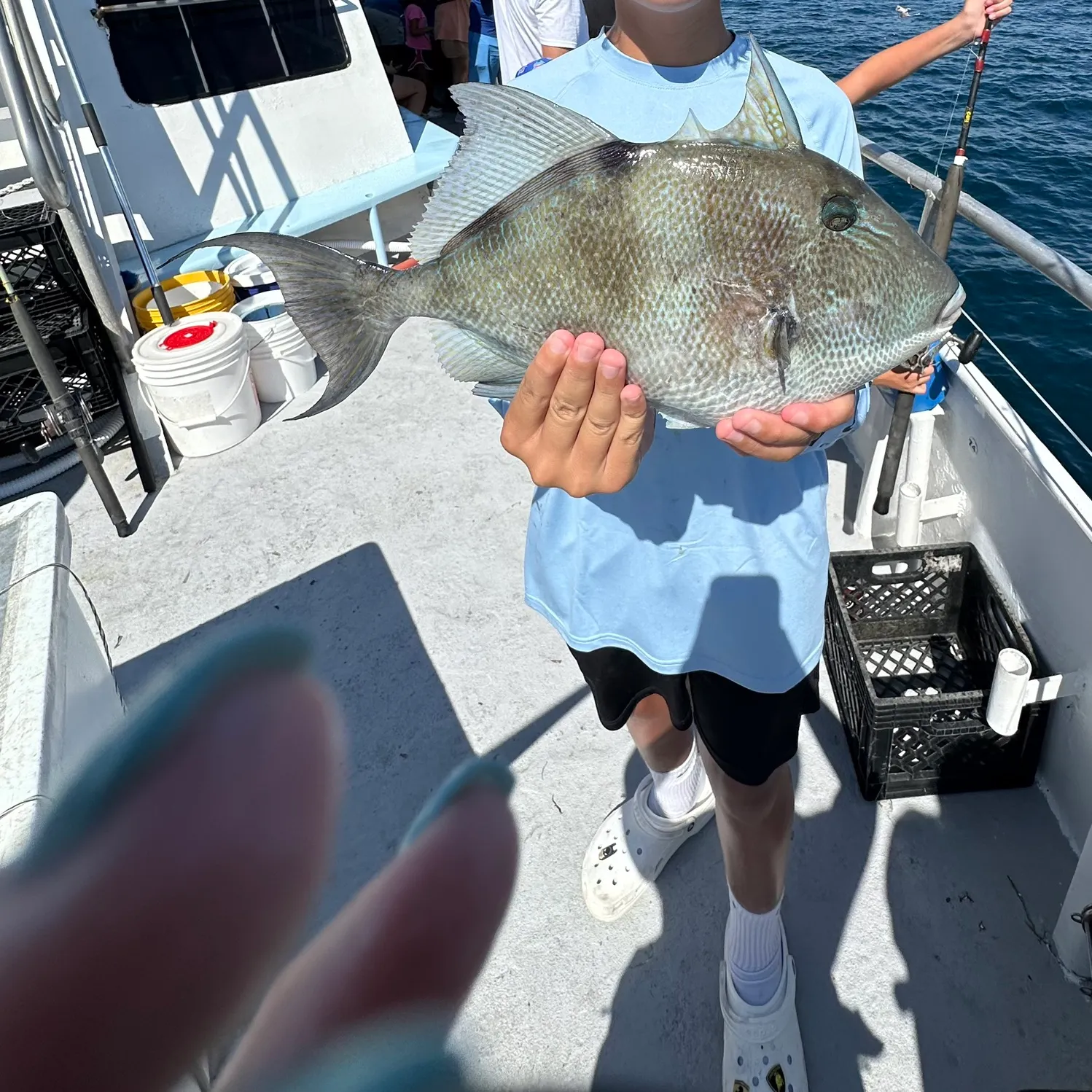The most recent Grey triggerfish catches on Fishbrain