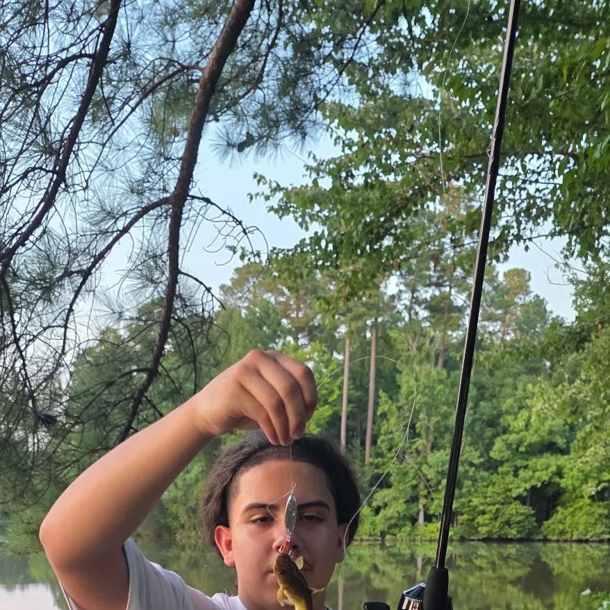 Channel catfish caught on Fishbrain
