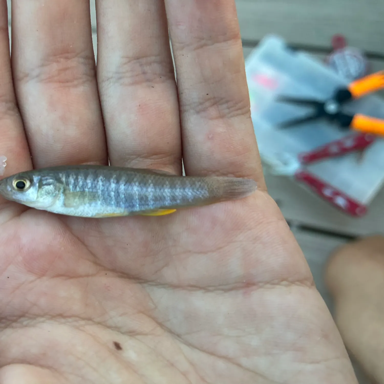 The most recent Mummichog catches on Fishbrain