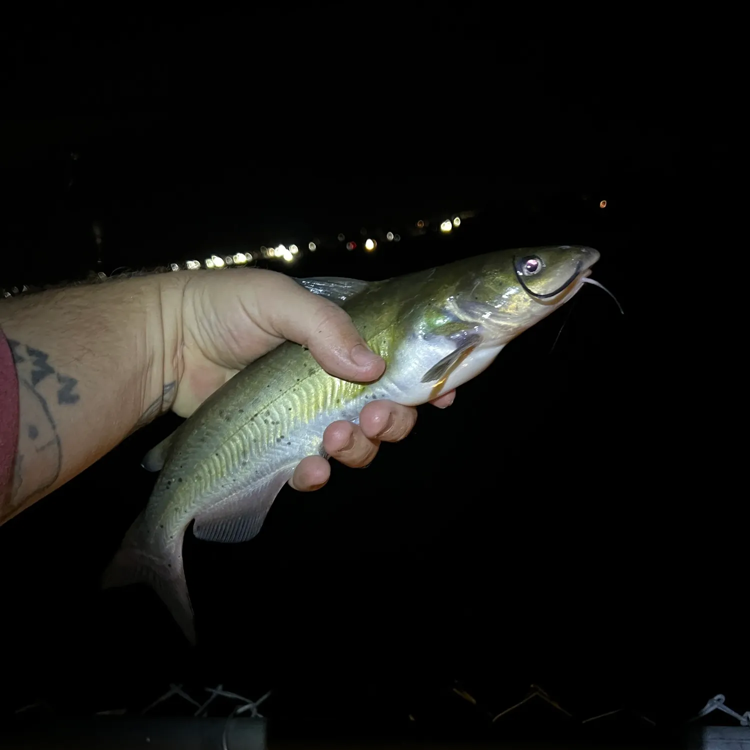 Channel catfish caught on Fishbrain