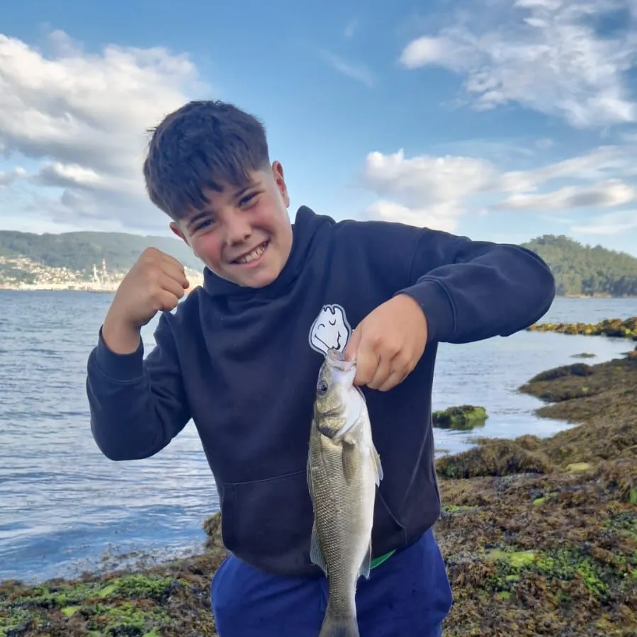 European seabass caught on Fishbrain
