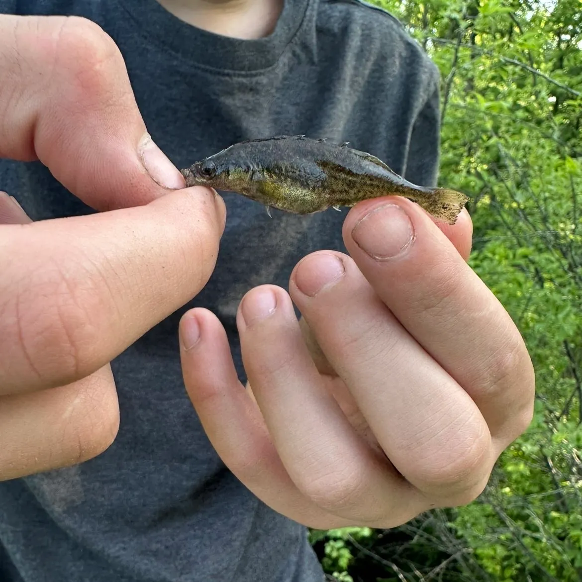 The most recent Eurasian minnow catches on Fishbrain