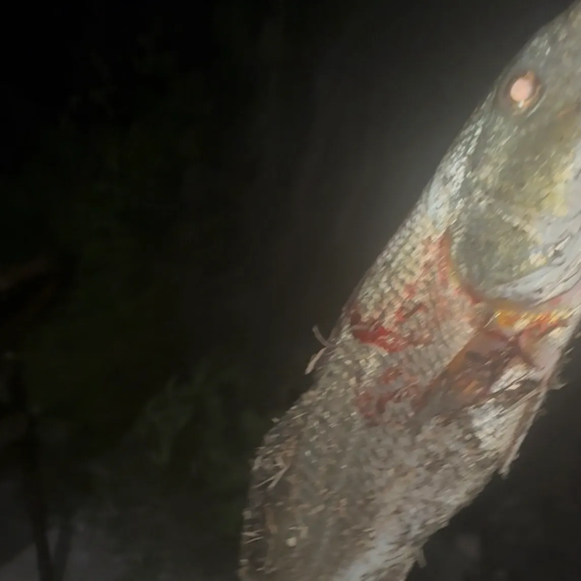 Red drum caught on Fishbrain