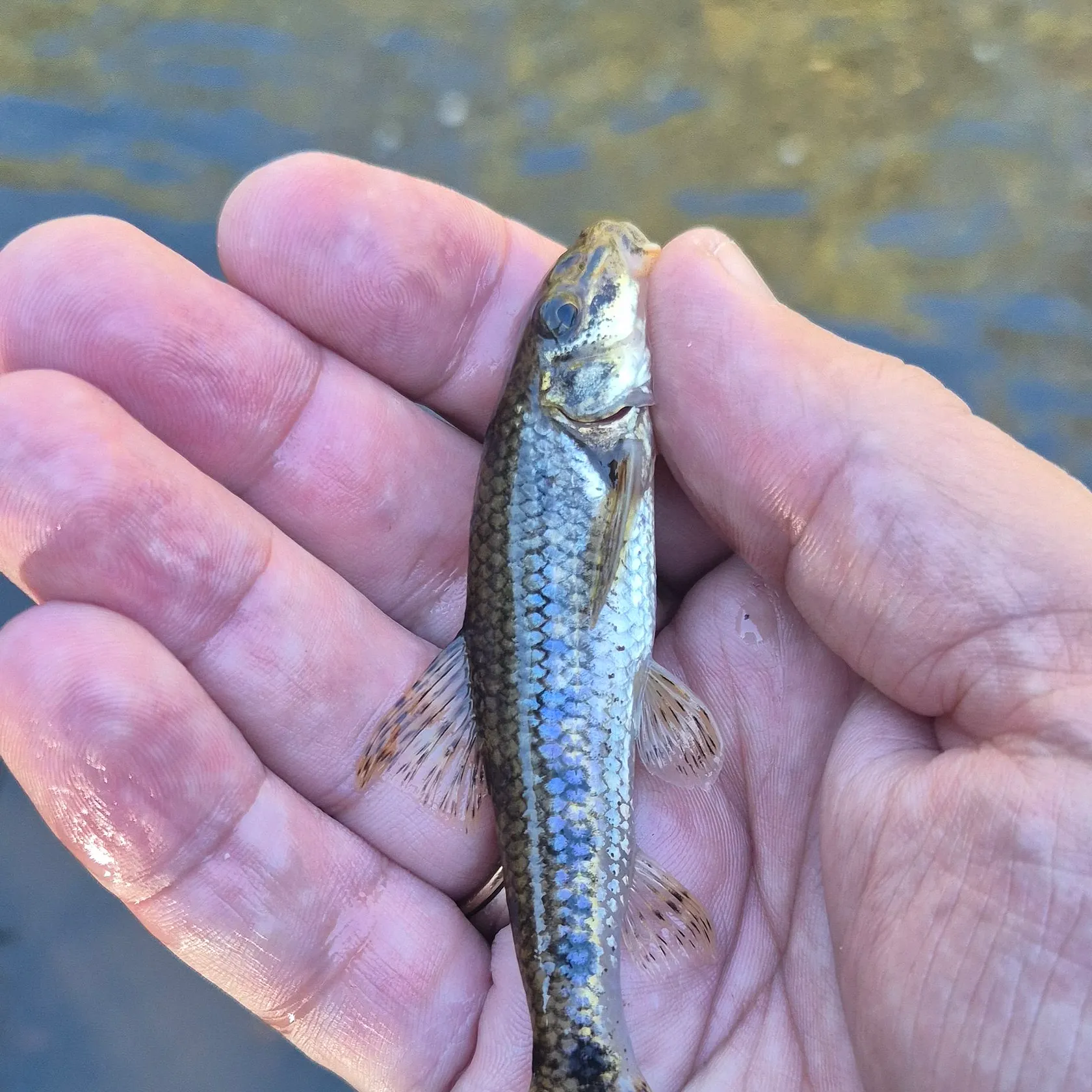 Gudgeon caught on Fishbrain