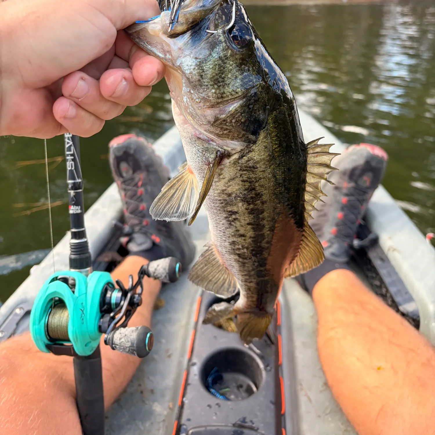Largemouth bass caught on Fishbrain