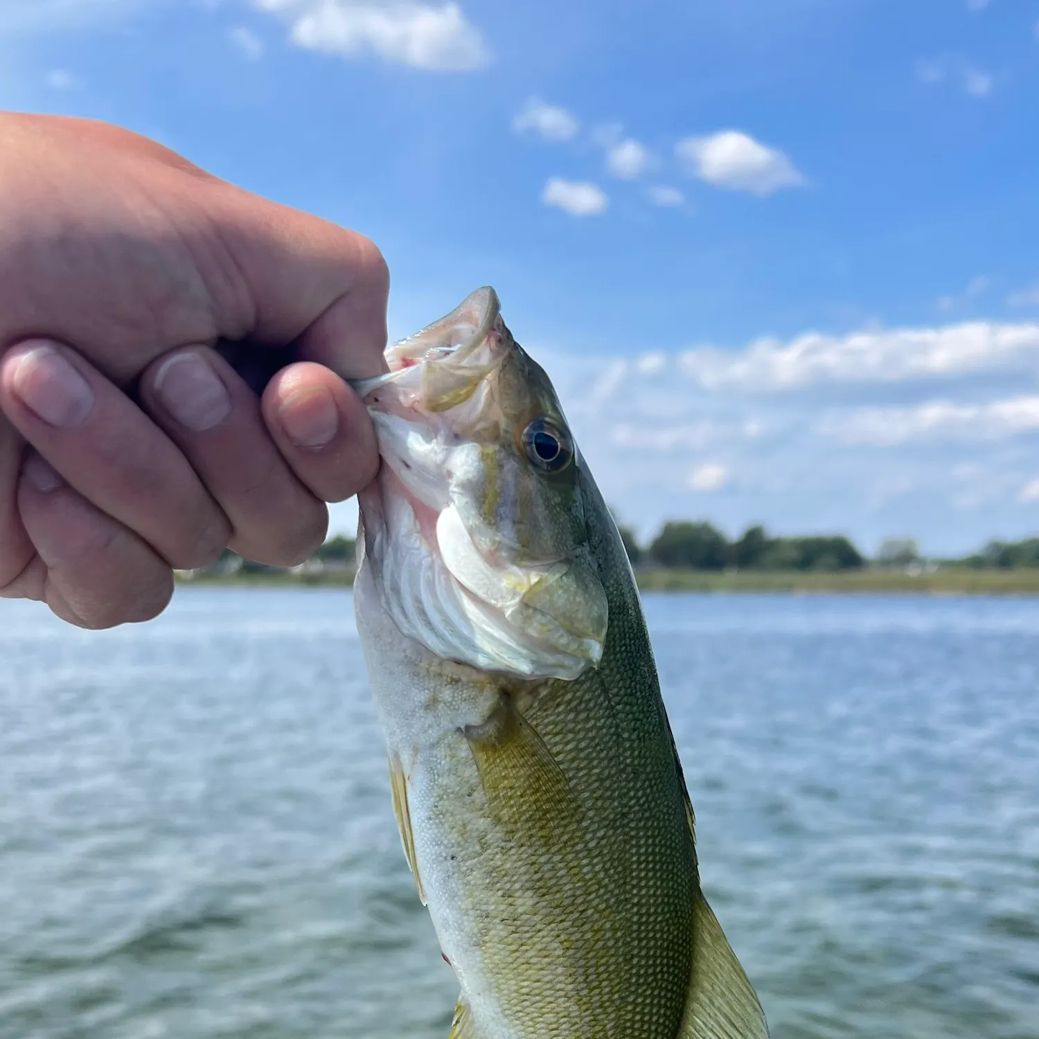 Smallmouth bass caught on Fishbrain
