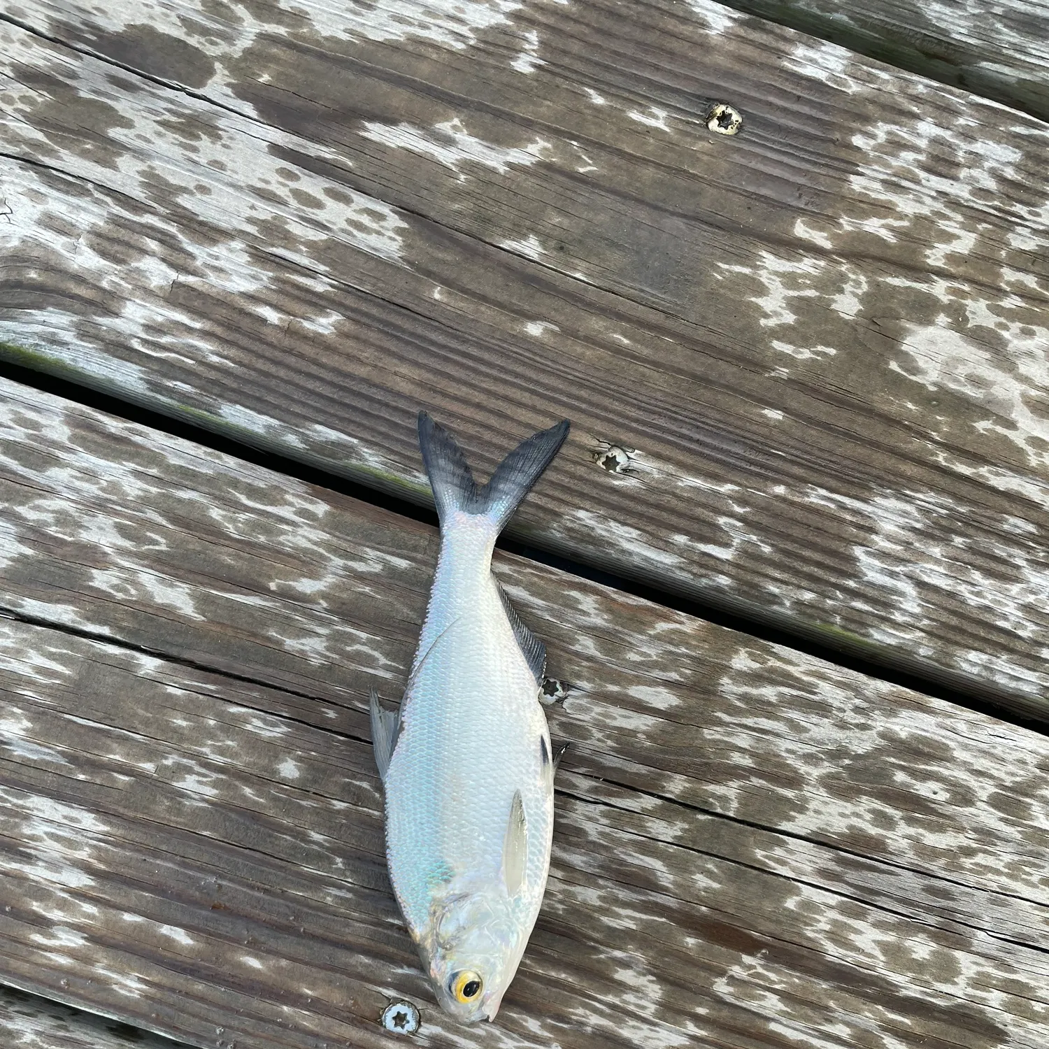 The most recent Threadfin shad catches on Fishbrain