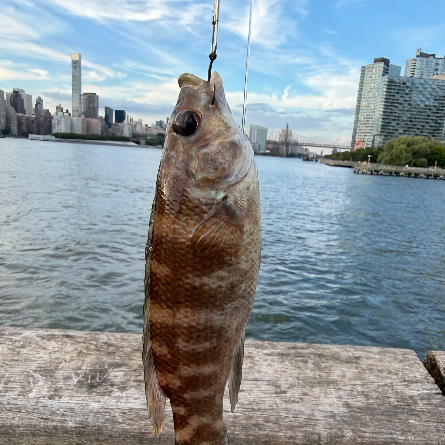 Cunner caught on Fishbrain
