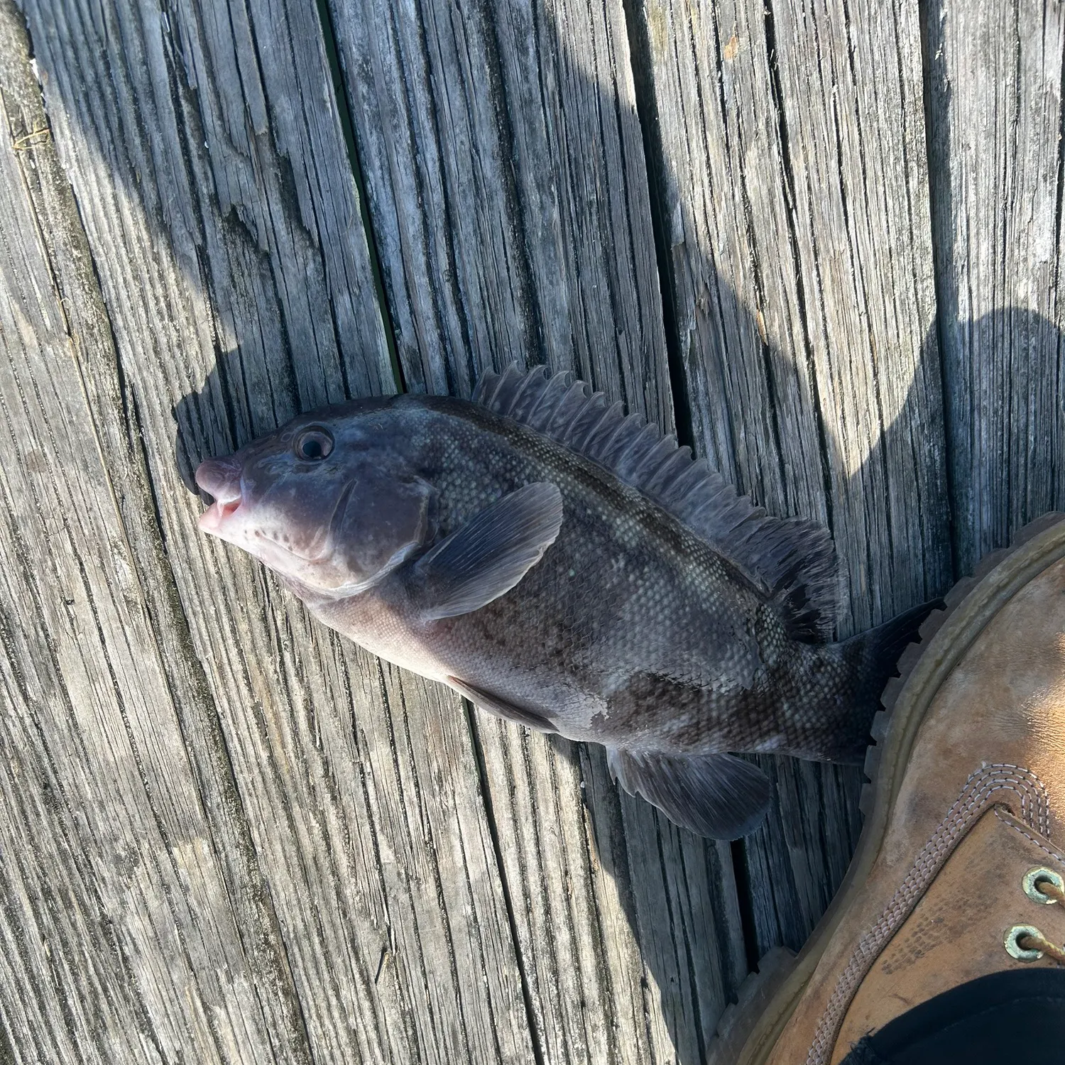 The most recent Tautog catches on Fishbrain