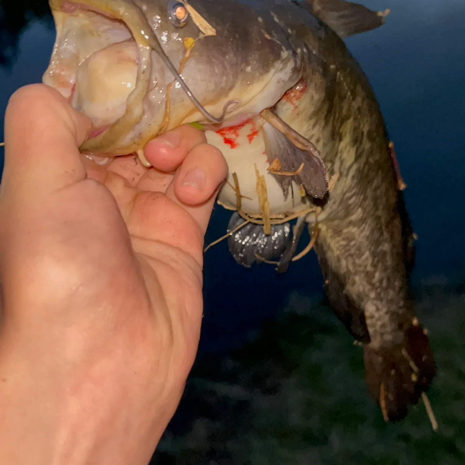 The most recent Brown bullhead catches on Fishbrain