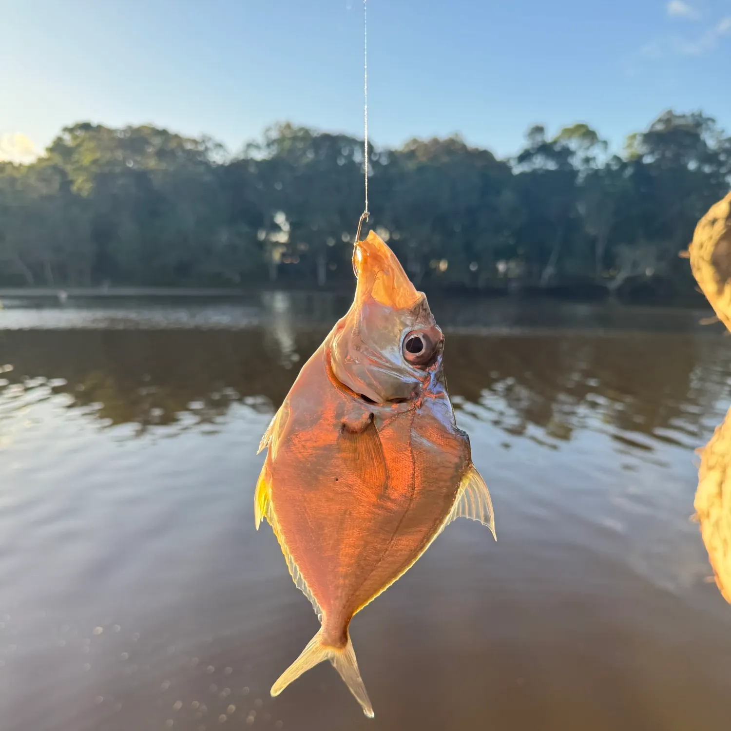 The most recent Striped ponyfish catches on Fishbrain