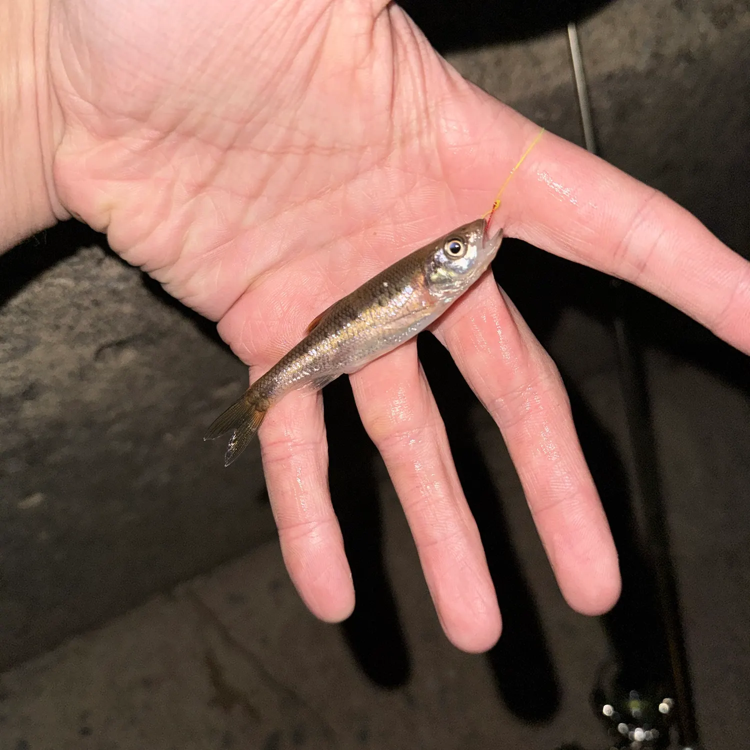 Rosyside dace caught on Fishbrain