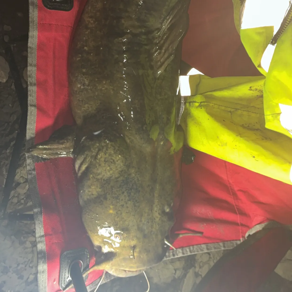Flathead catfish caught on Fishbrain