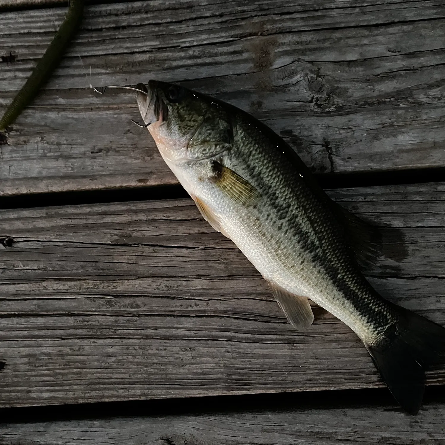 Spotted bass caught on Fishbrain