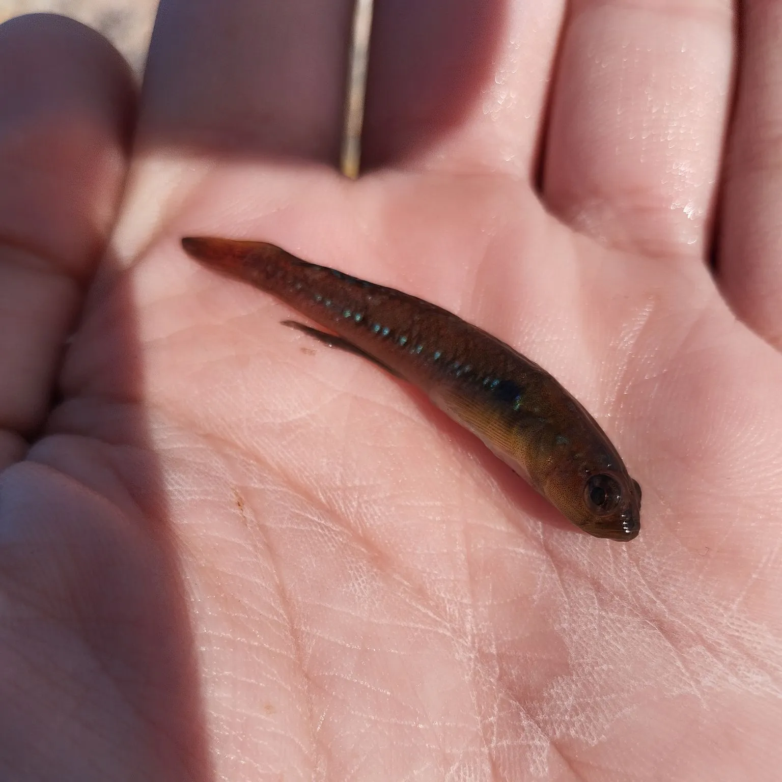 The most recent Two-spotted goby catches on Fishbrain
