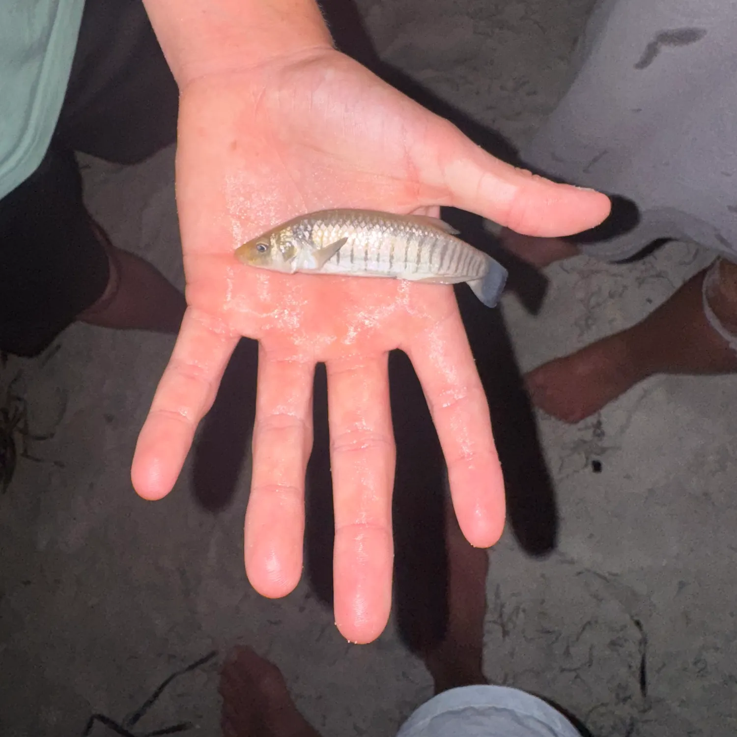 The most recent Longnose killifish catches on Fishbrain