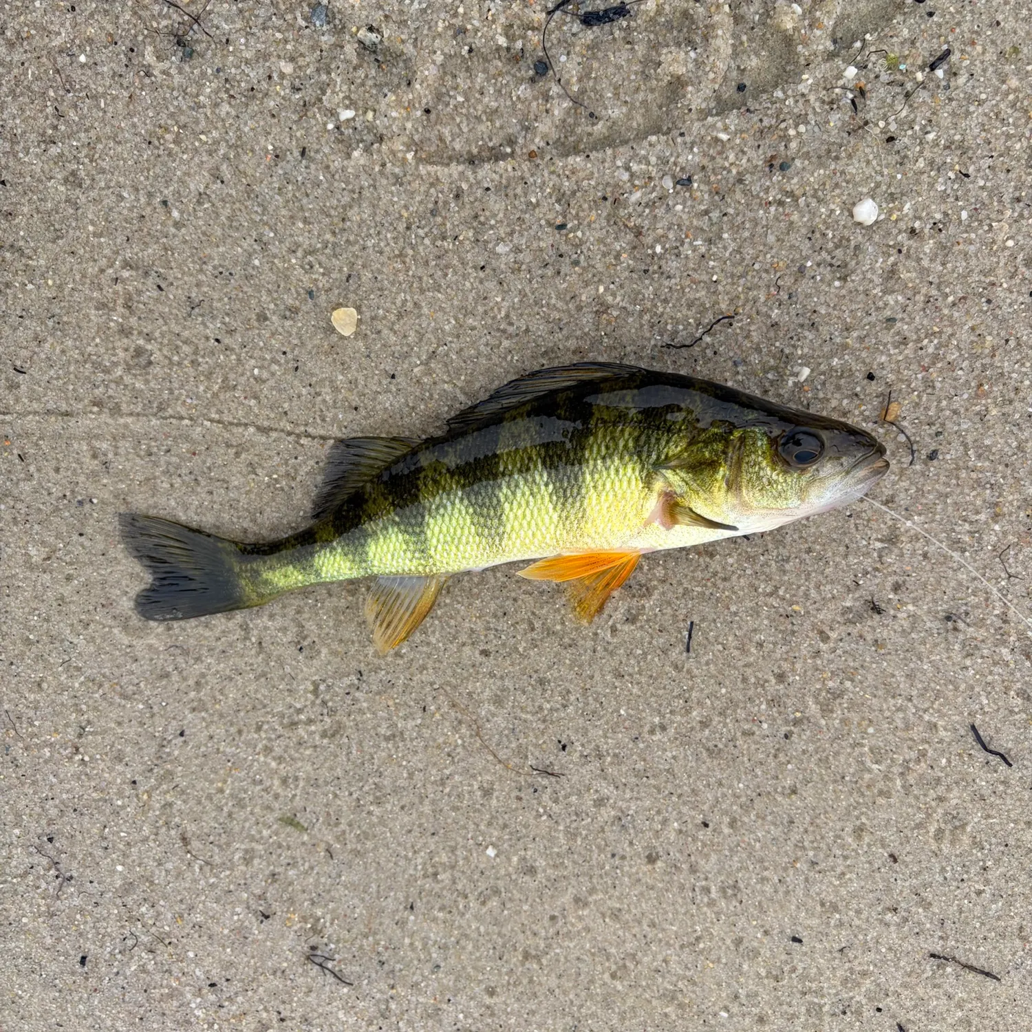Yellow perch caught on Fishbrain
