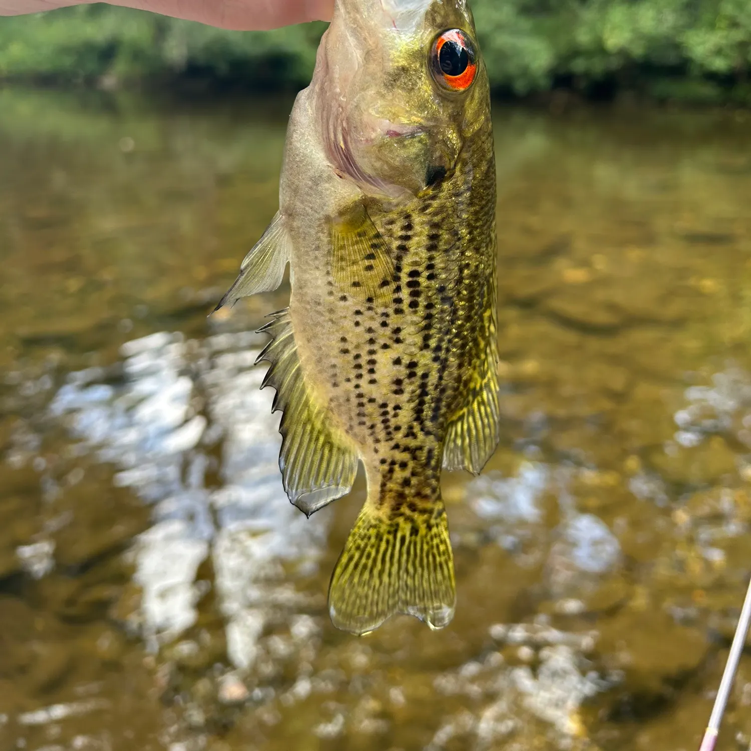 The most recent Shadow bass catches on Fishbrain