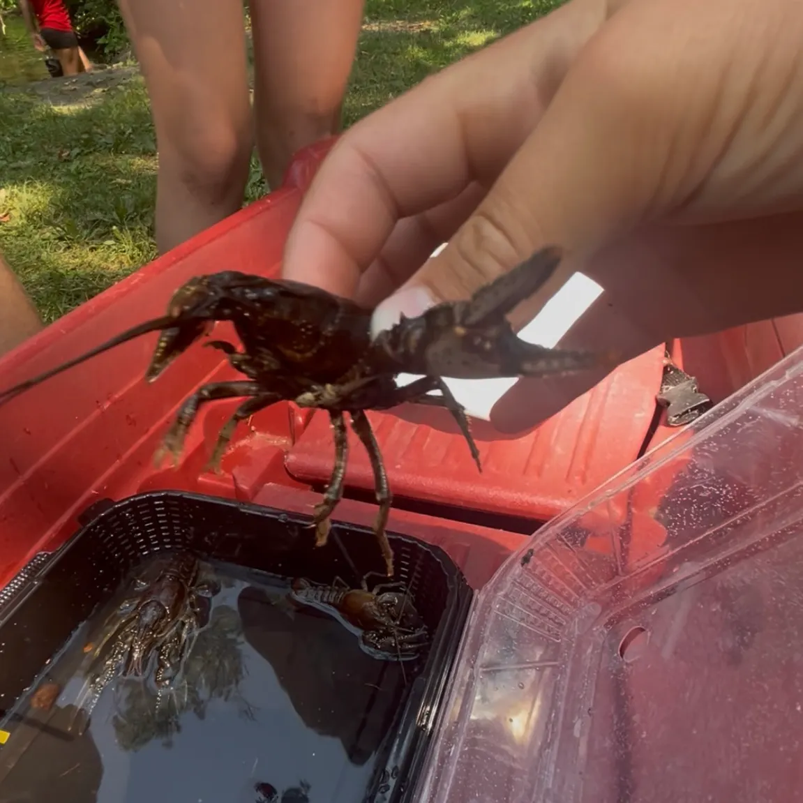 The most recent Virile crayfish catches on Fishbrain