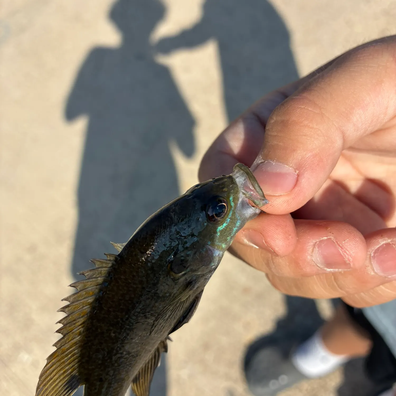 catch