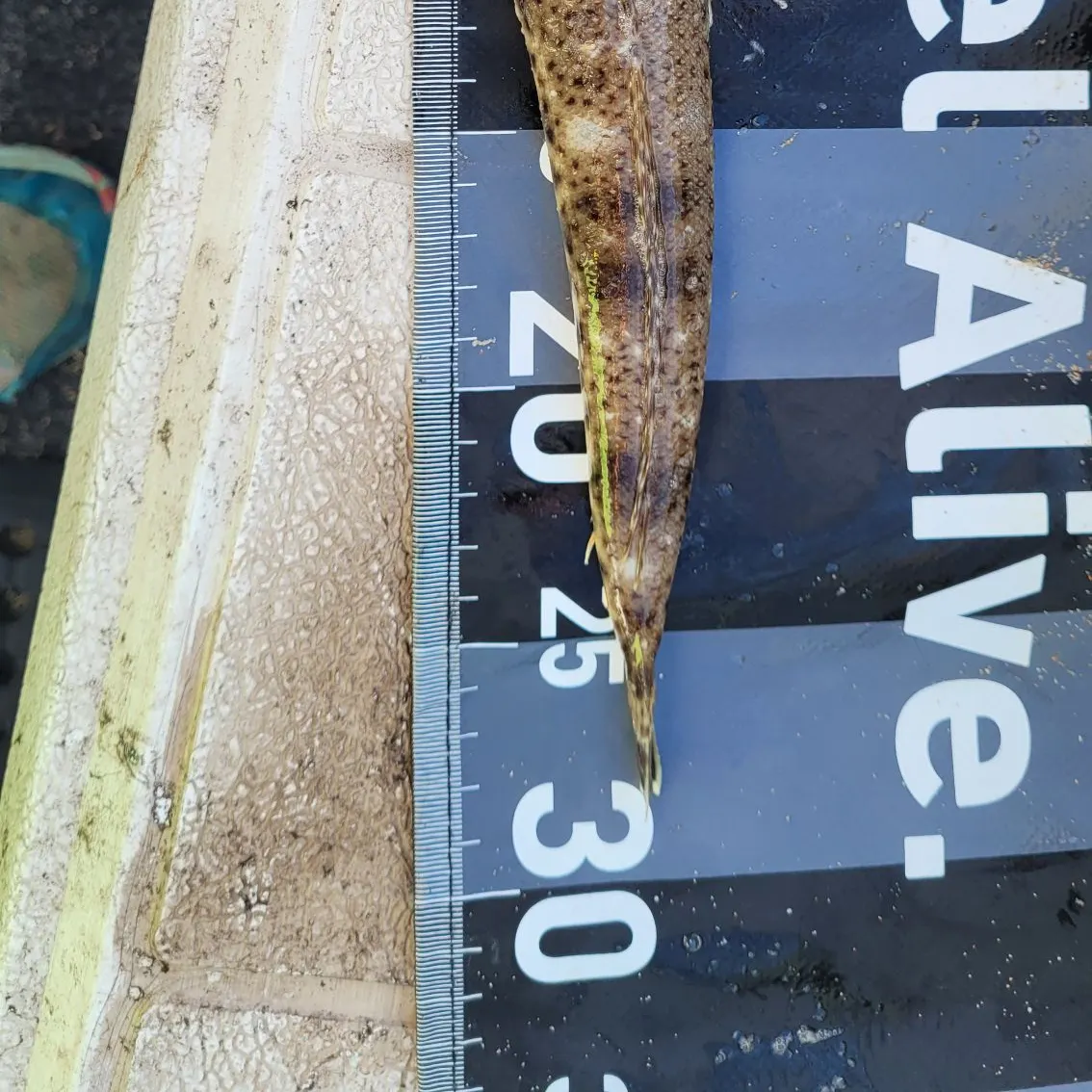 The most recent Blue-spotted flathead catches on Fishbrain