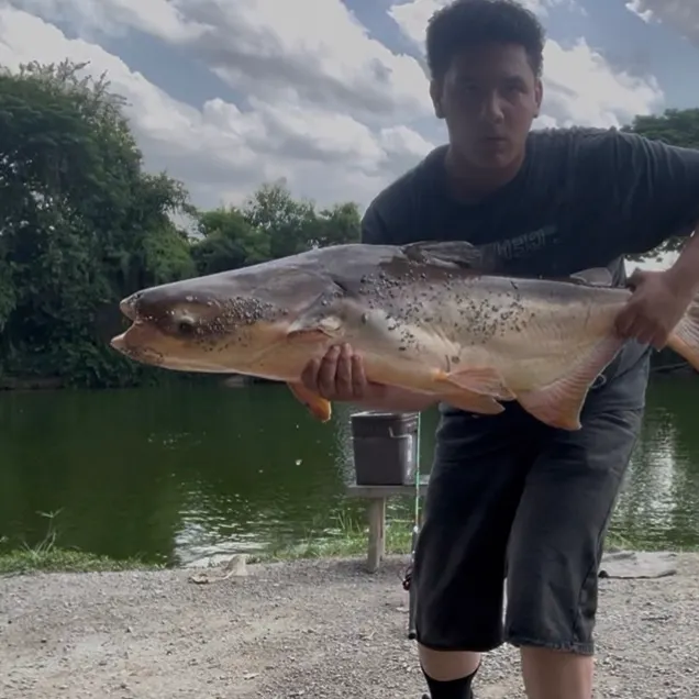 The most recent Mekong giant catfish catches on Fishbrain