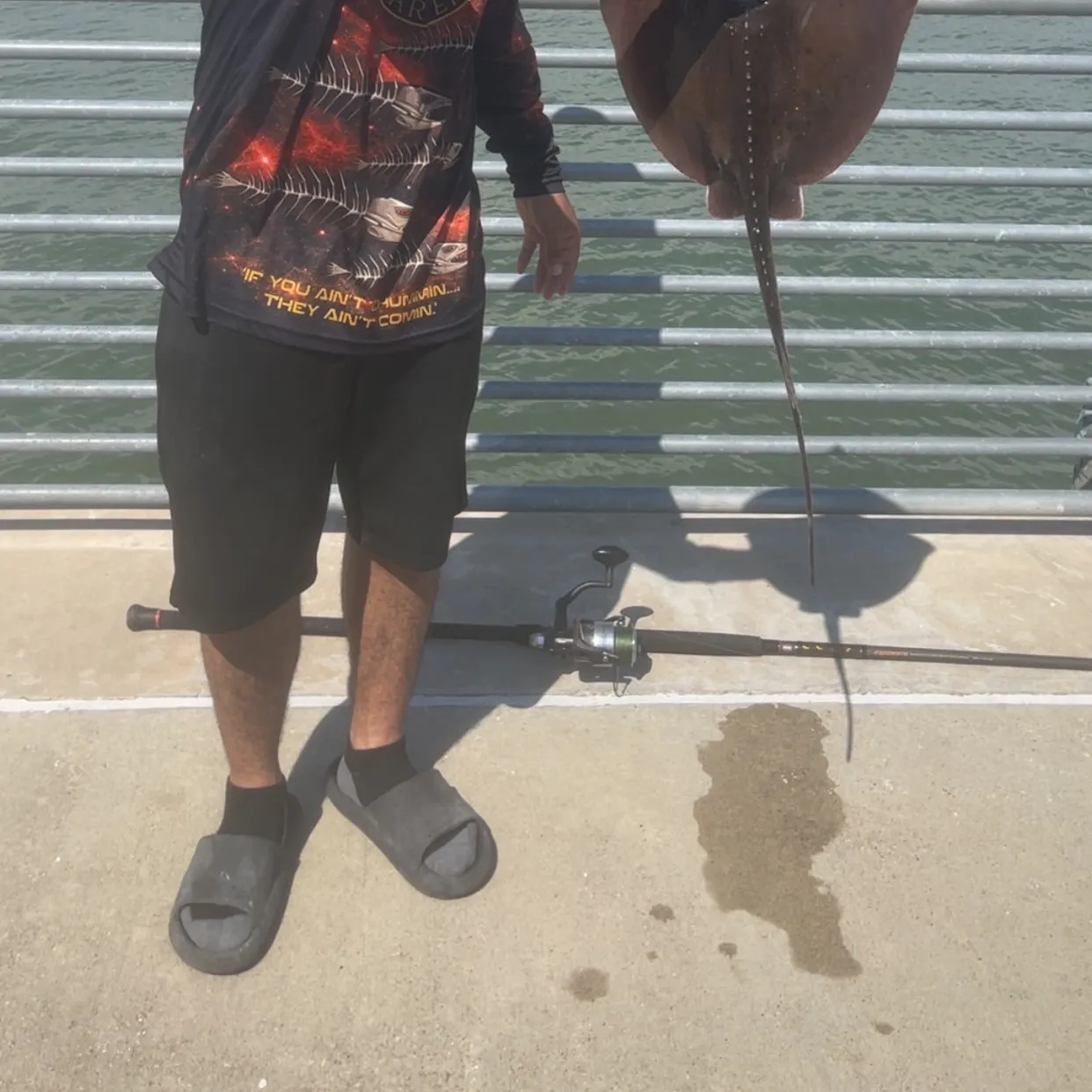 Atlantic stingray caught on Fishbrain