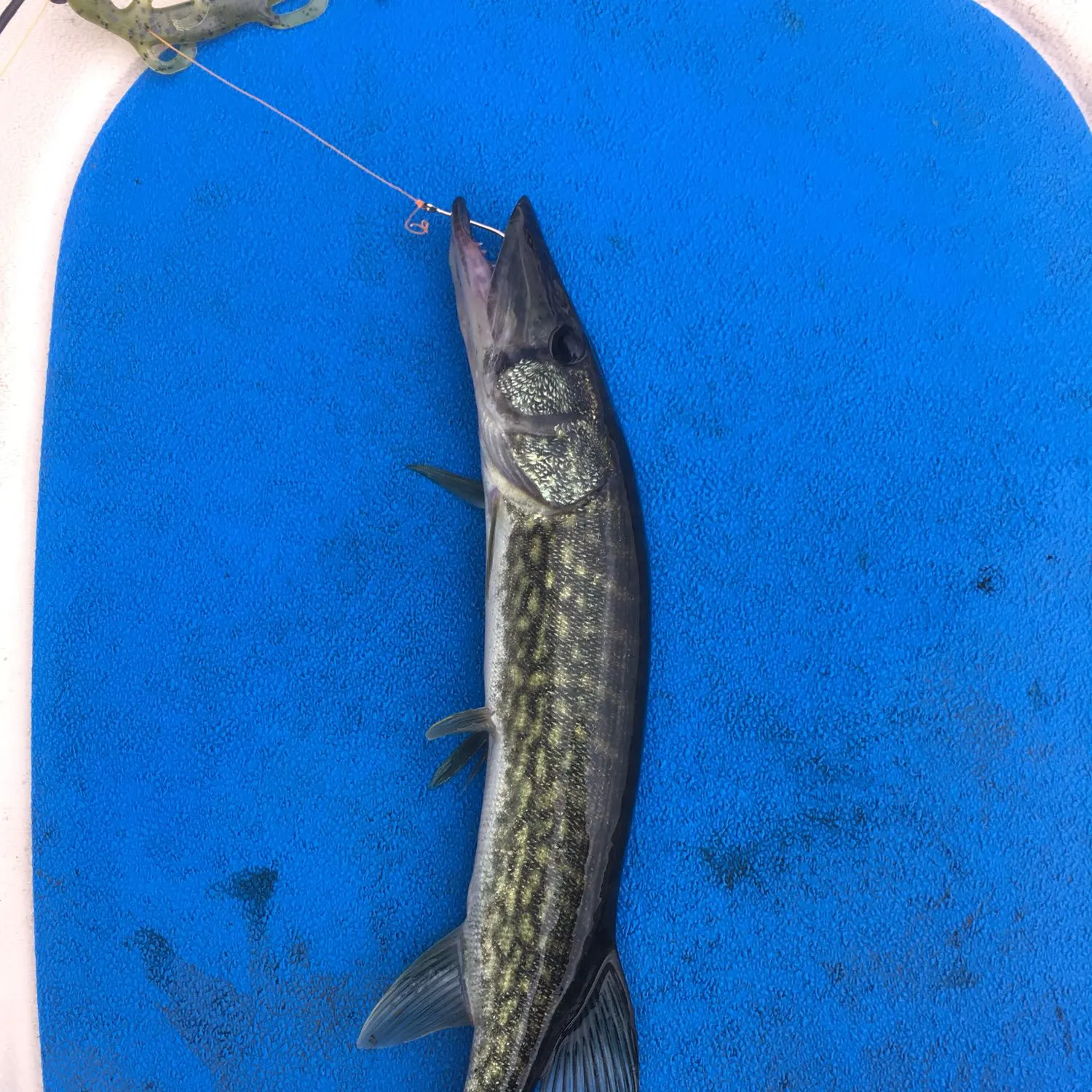 Chain pickerel caught on Fishbrain