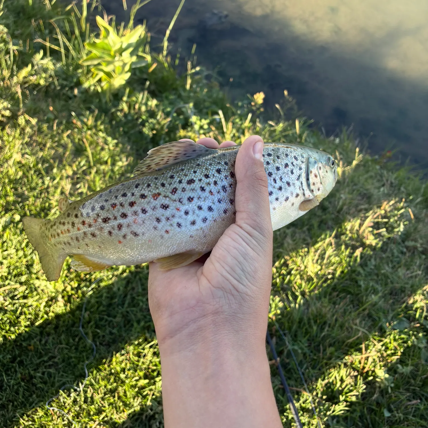 Rainbow trout caught on Fishbrain