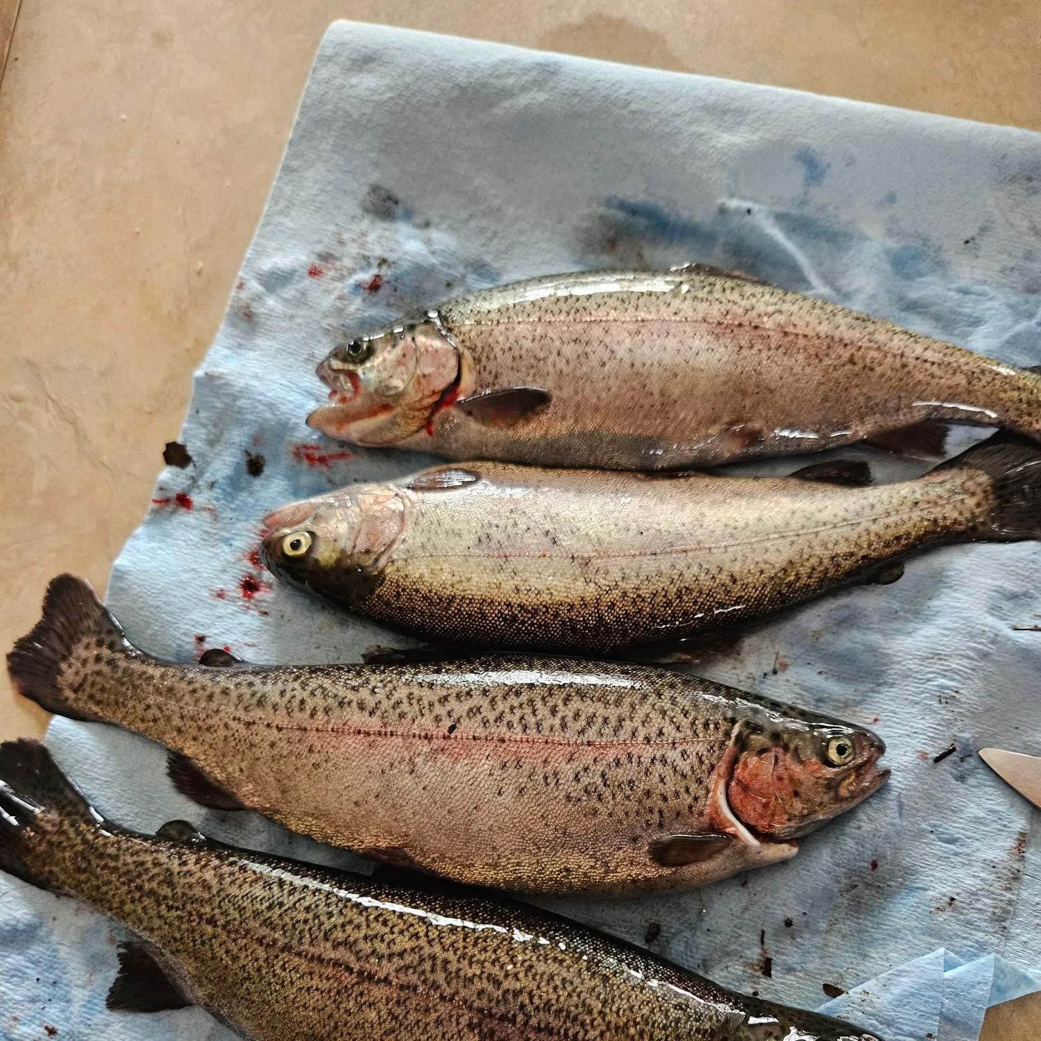 recently logged catches